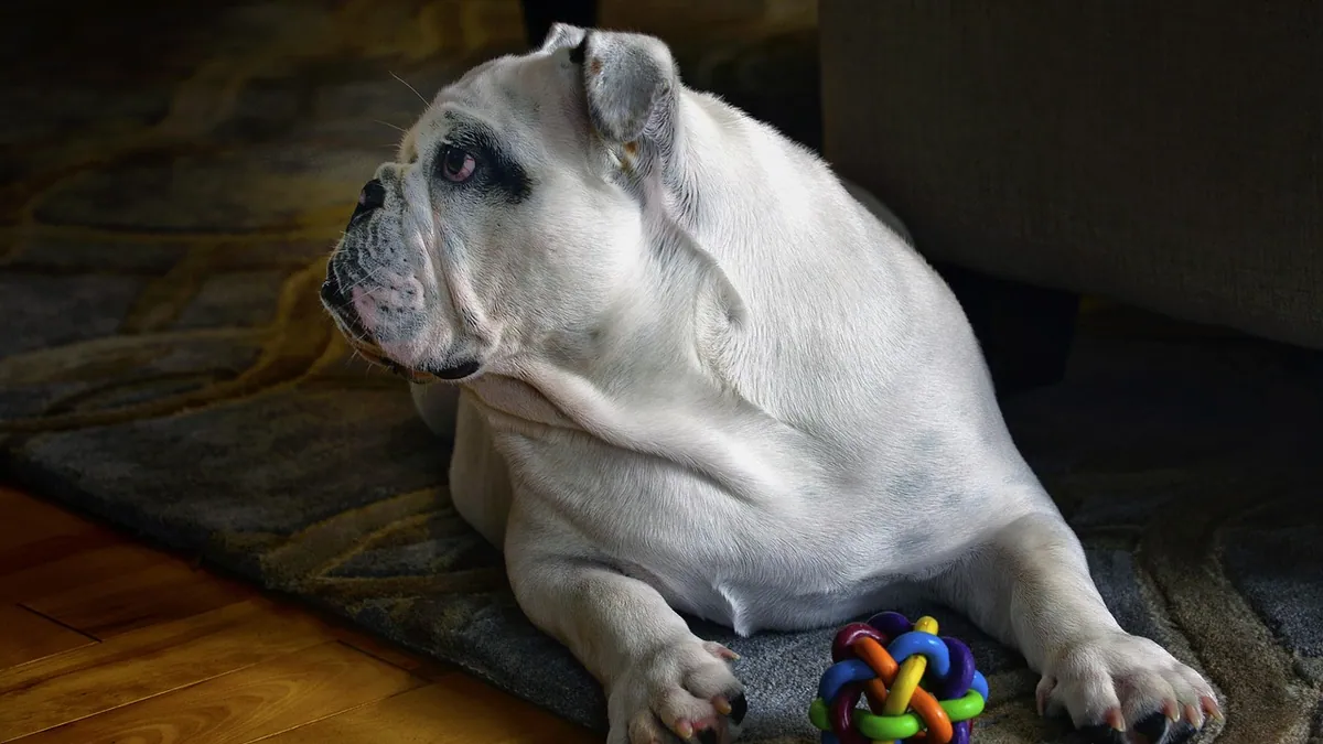 Dog Not Interested in Toys or Treats Anymore: Why
