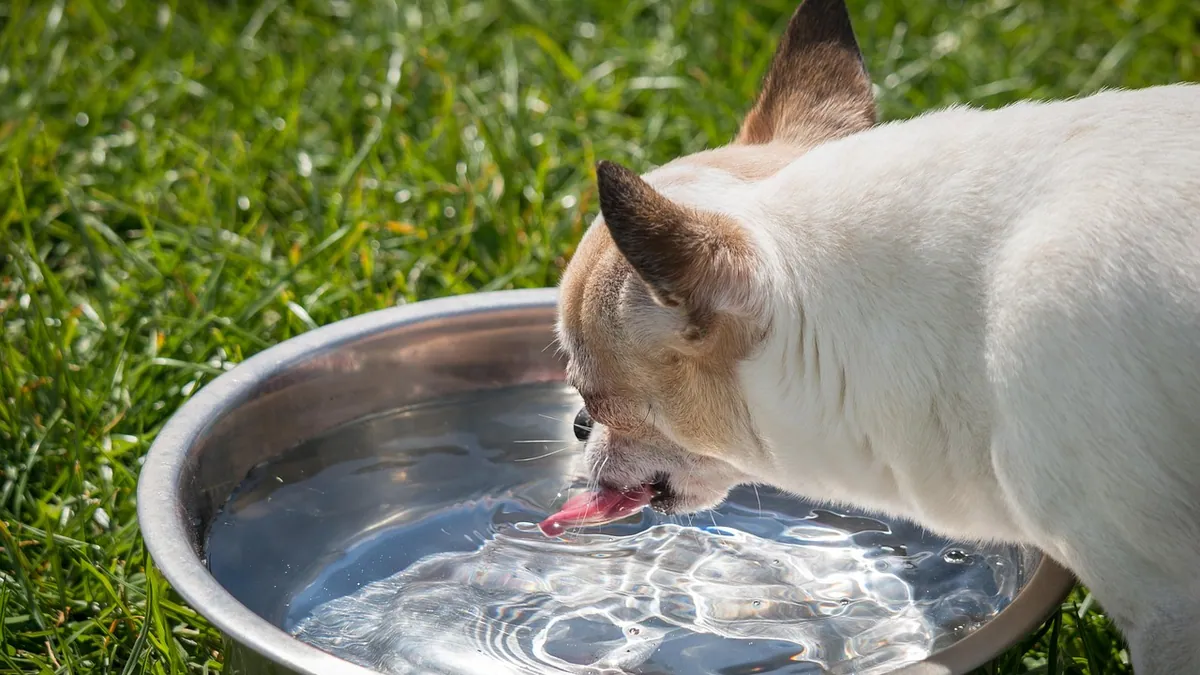 Dog Not Keeping Water Down: Causes and When to Worry