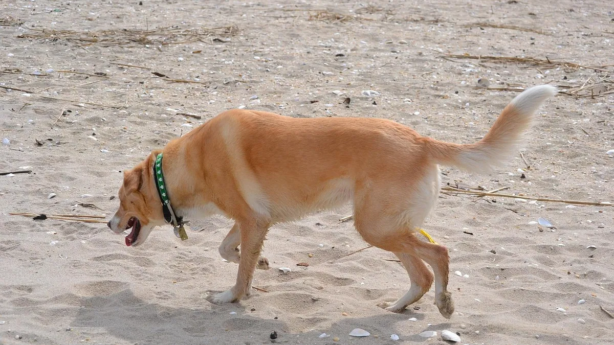 Dog Not Lifting or Wagging Its Tail: What It Means