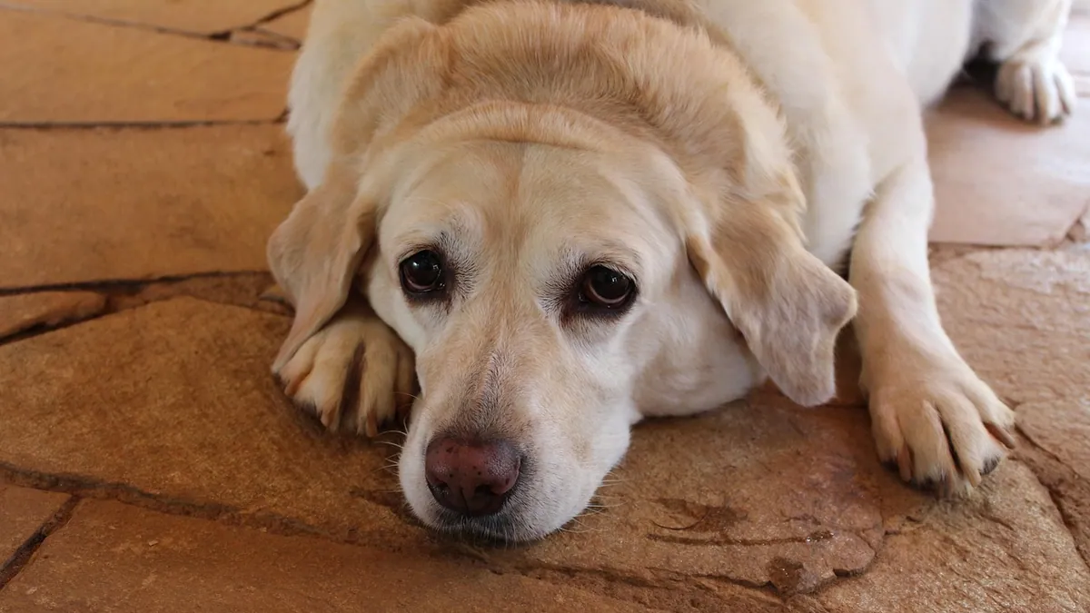 Dog Not Making Red Blood Cells: Anemia Explained