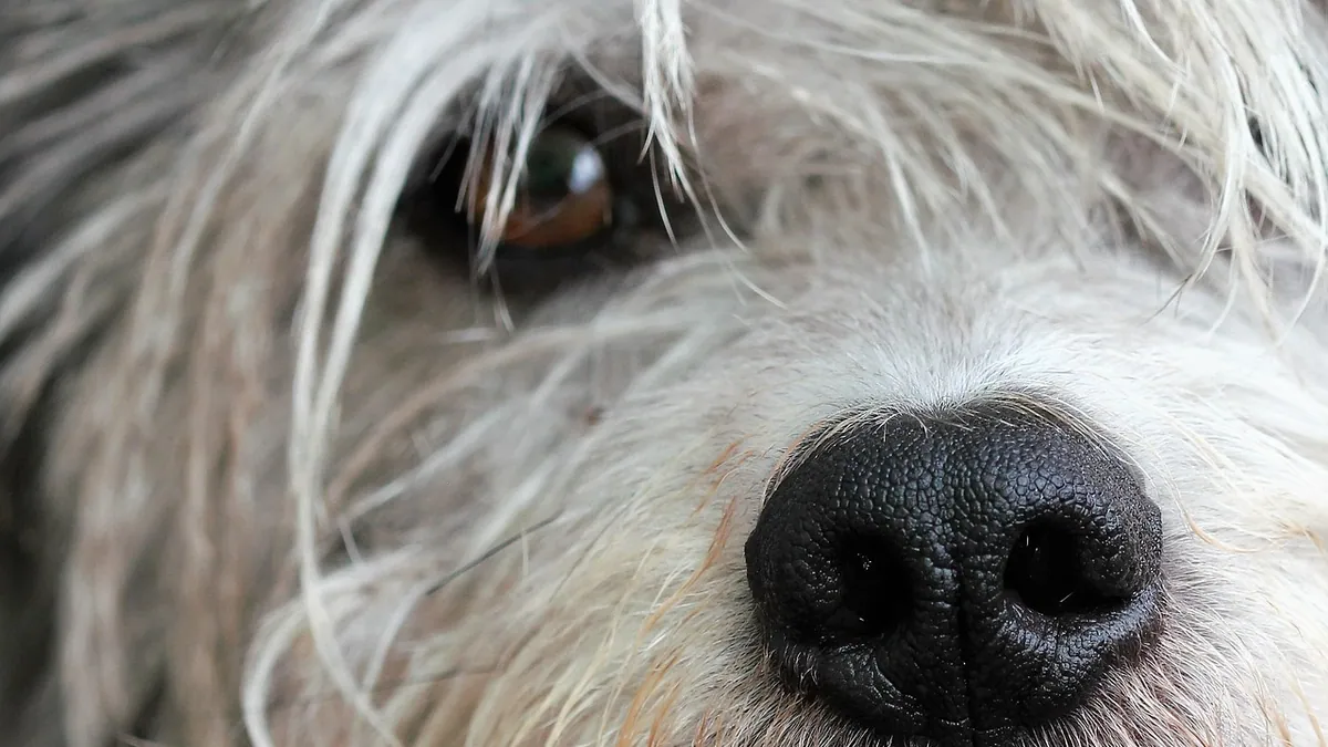 Why Is My Dog Not Opening One Eye? Causes and When to Worry