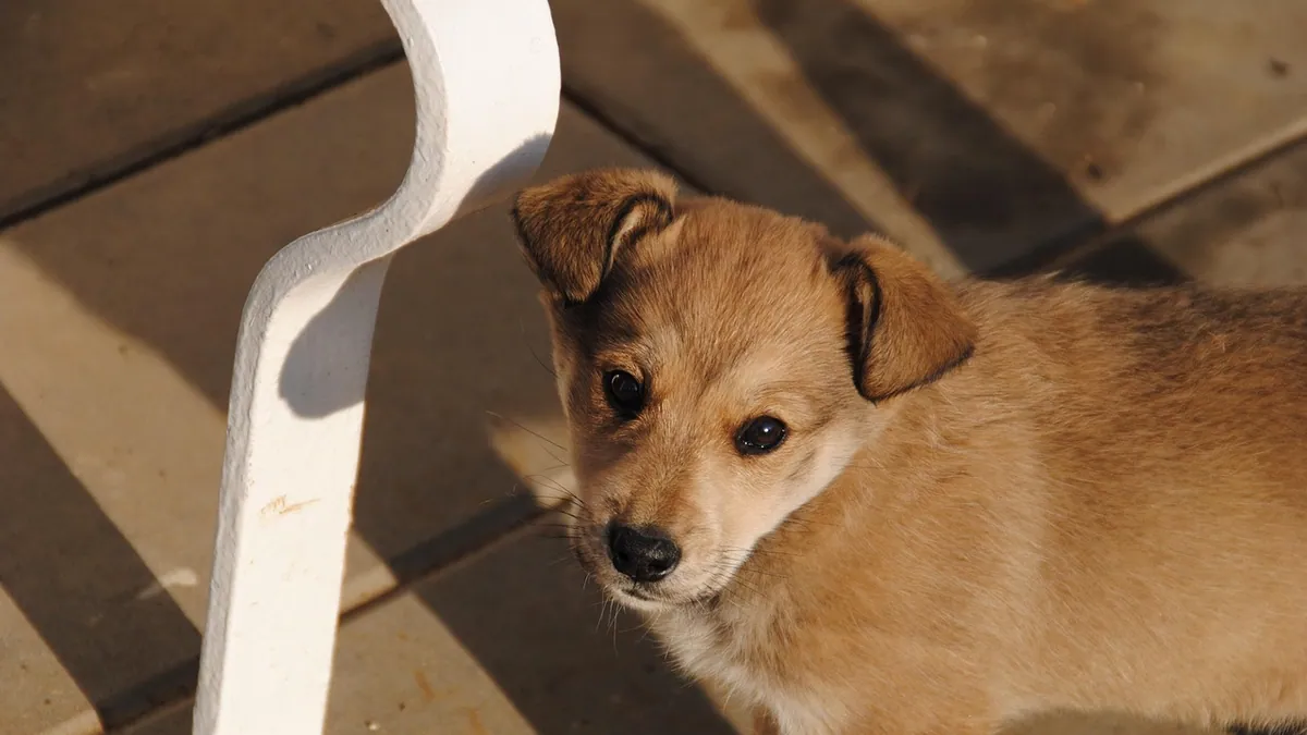 Dog Not Pooping After Diarrhea: How Long Is Normal?