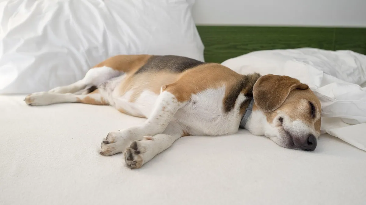Dog Not Responding: Why Your Dog Seems Unresponsive