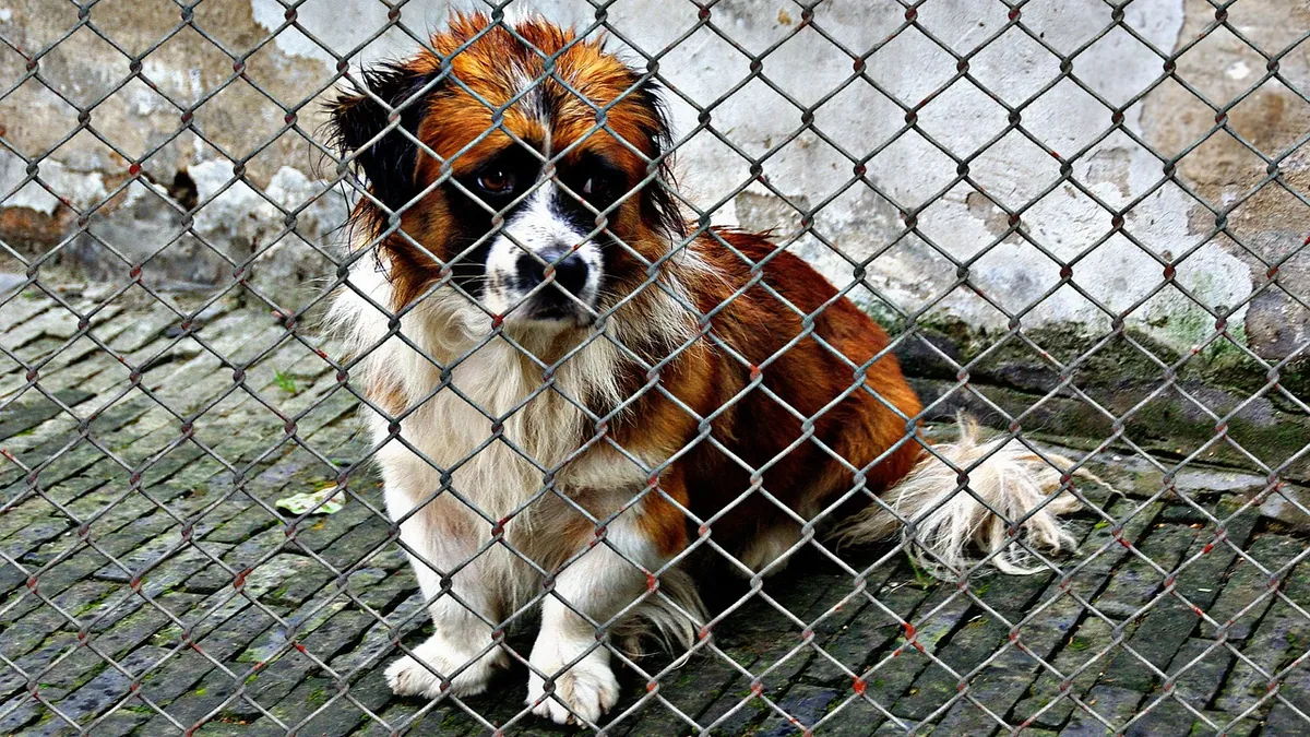 Dog Not Urinating for 24 Hours: When It's an Emergency