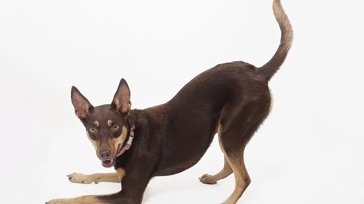 Dog Not Using Back Leg: Causes of Hind Leg Weakness