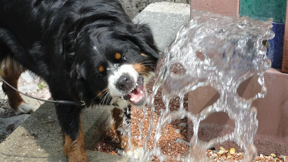 Why Is My Dog Obsessed With Water? Play, Instinct, or Illness
