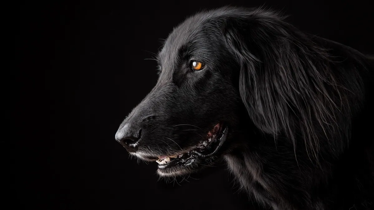 Oily and Itchy Dog Skin: Causes and How to Help