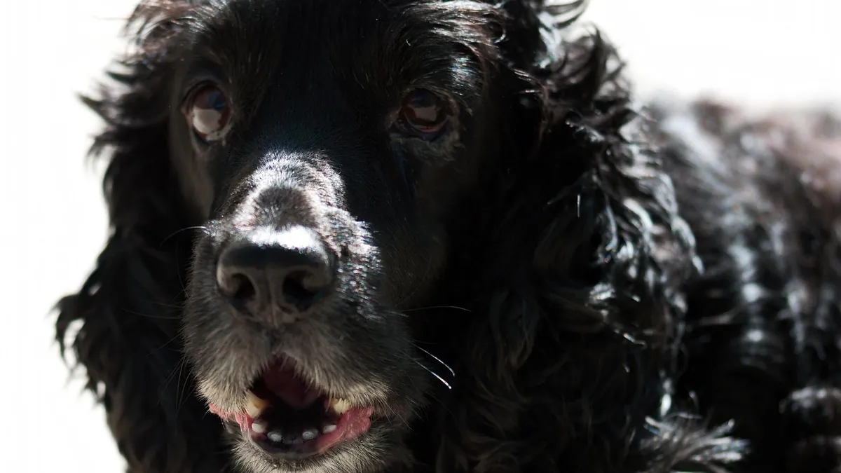 Why Is My Dog Opening and Closing His Mouth Repeatedly?
