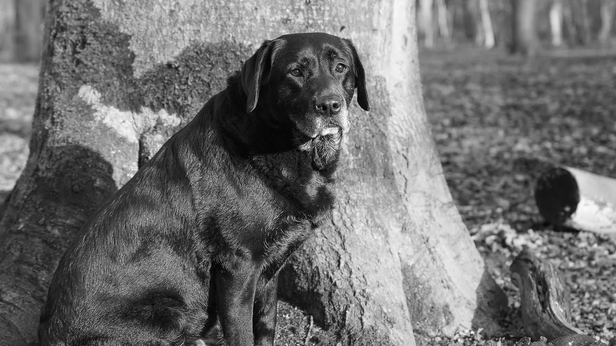Dog Osteoarthritis: Treatment and Pain Relief Options