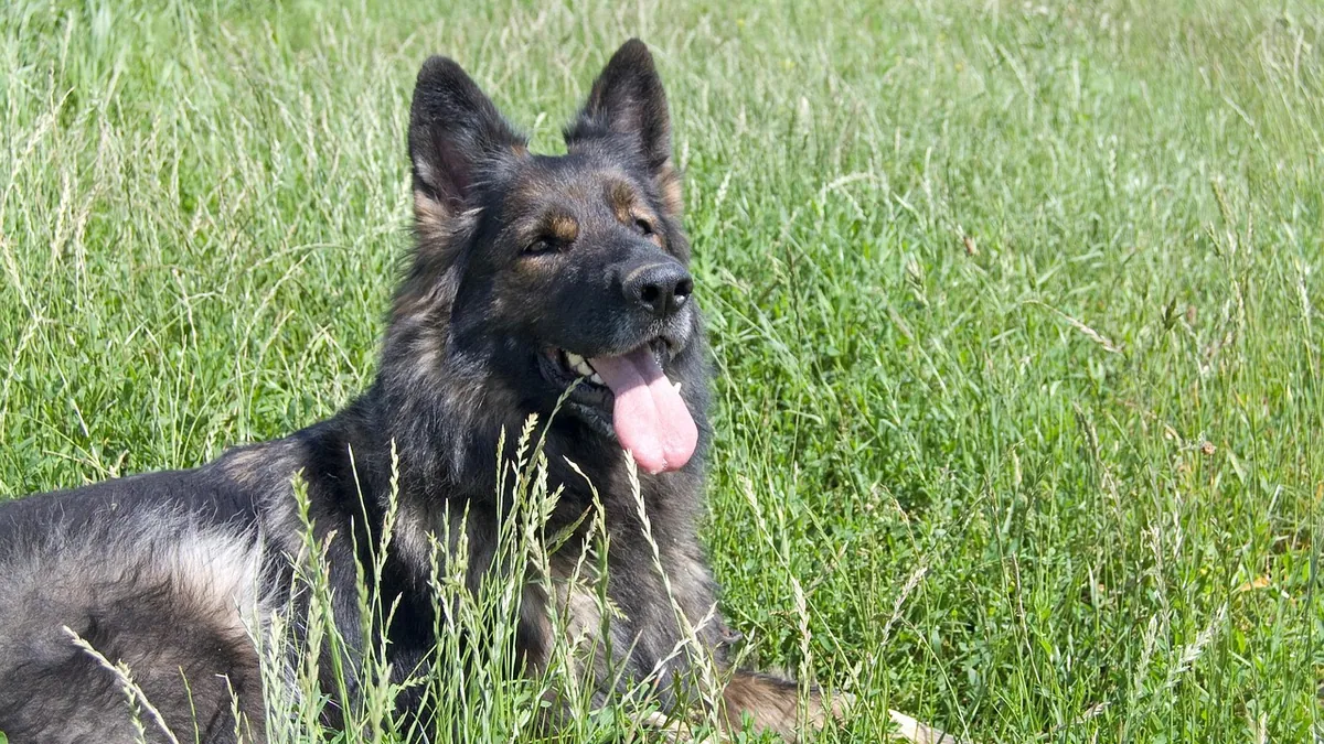 How Long Can a Dog Be Outside in 80-90 Degree Weather?