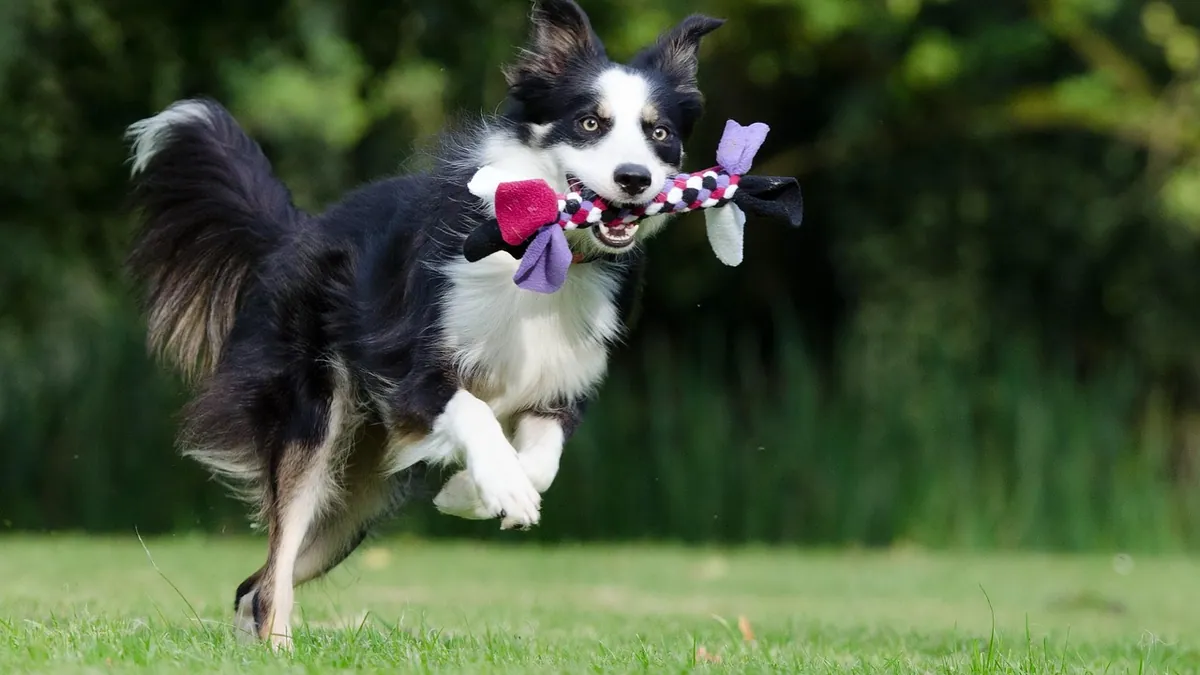 Dog Pain and Inflammation Medicine: Safe Options Explained