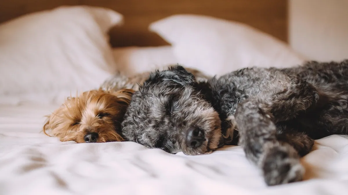 Dog Pain Relief Medicine: OTC Options, Safety, and What to Avoid