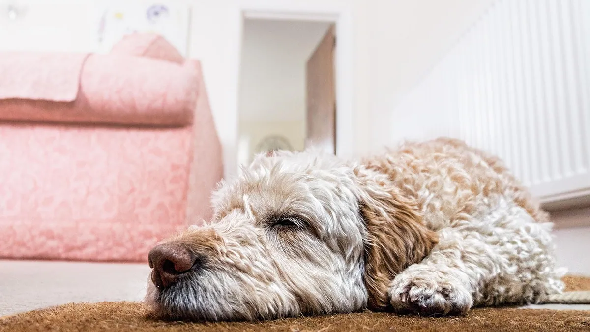 Dog Palliative Care: Medications and Comfort for Cancer Patients