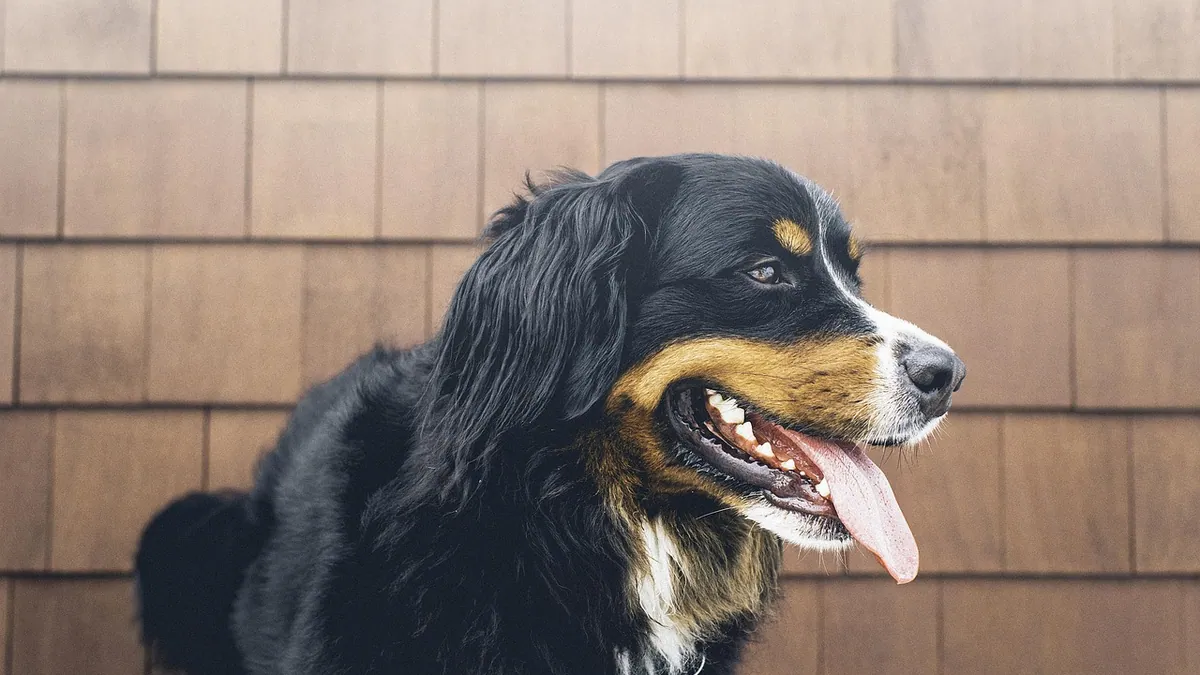 Why Is My Dog Panting After Eating? Causes and When to Worry