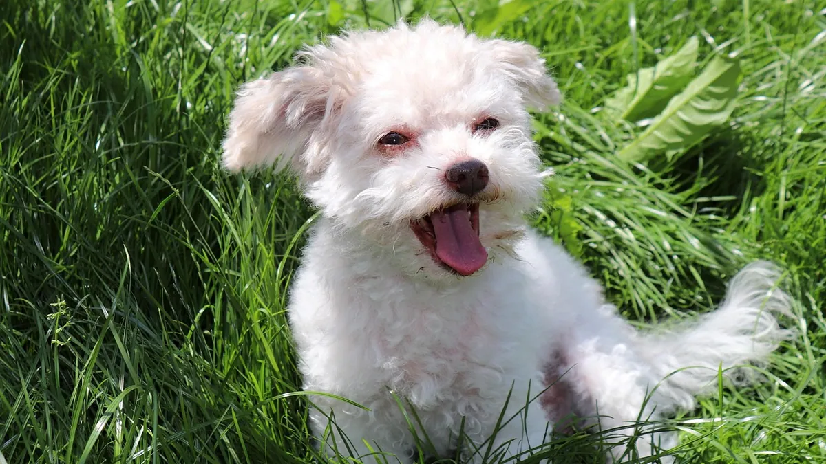 Dog Panting After Xanax: Normal Side Effect or Problem?