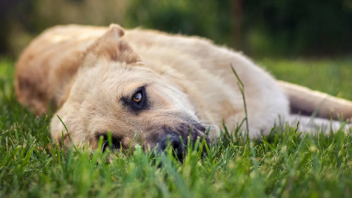 Why Is My Dog Panting? Cancer, Heart Failure, and Surgery