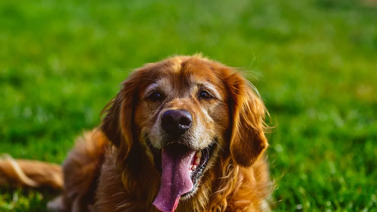 How Long Can a Dog Pant? Normal vs Dangerous Breathing