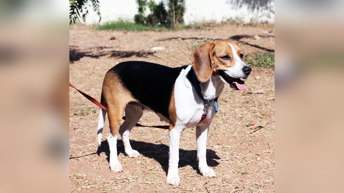 Why Do Dogs Pant When in Pain, Stressed, or Anxious?