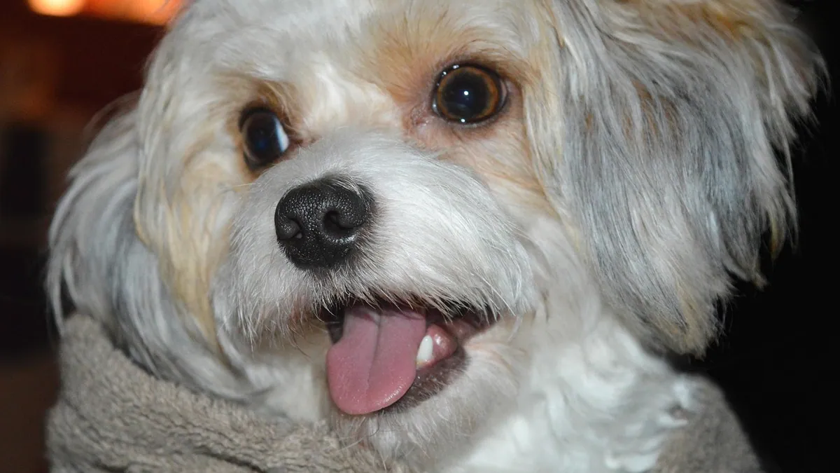 Why Is My Dog Panting and Whining on Buprenorphine?