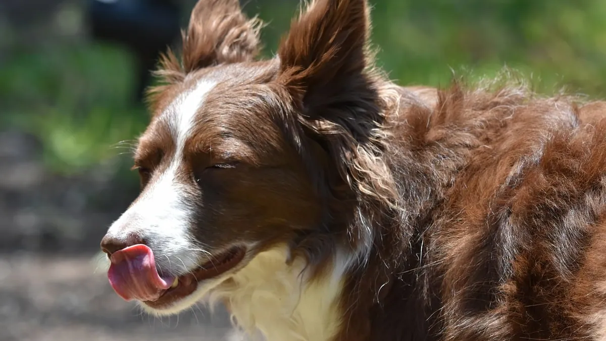 Paw Balm and Lotion for Dogs: Safe Use and Licking Risks