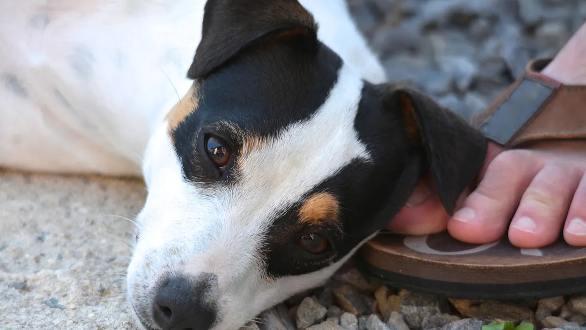 Lumps and Growths on Your Dog's Paw: What They Mean