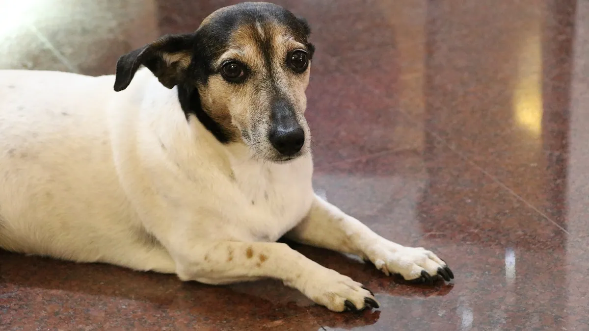 Why Does My Dog Put His Paw on Me? Meaning Explained