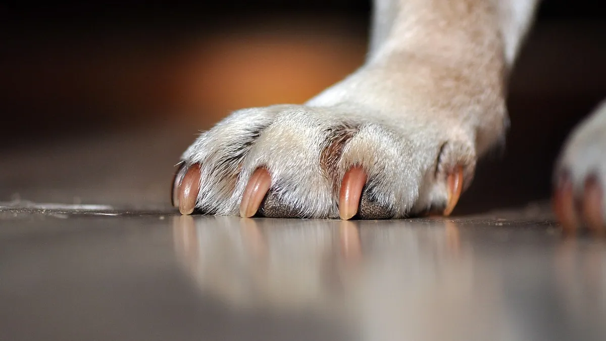 Lump on Your Dog's Paw or Paw Pad
