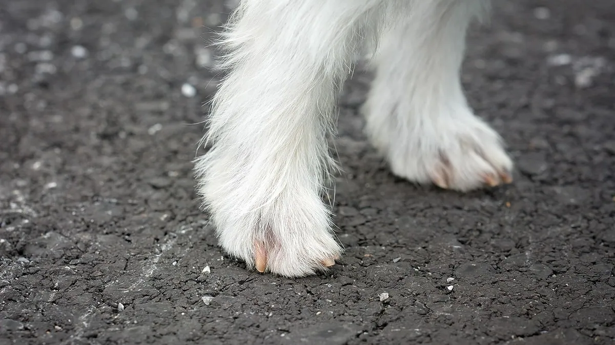 Why Is My Dog's Paw Pad Peeling? Causes and Care