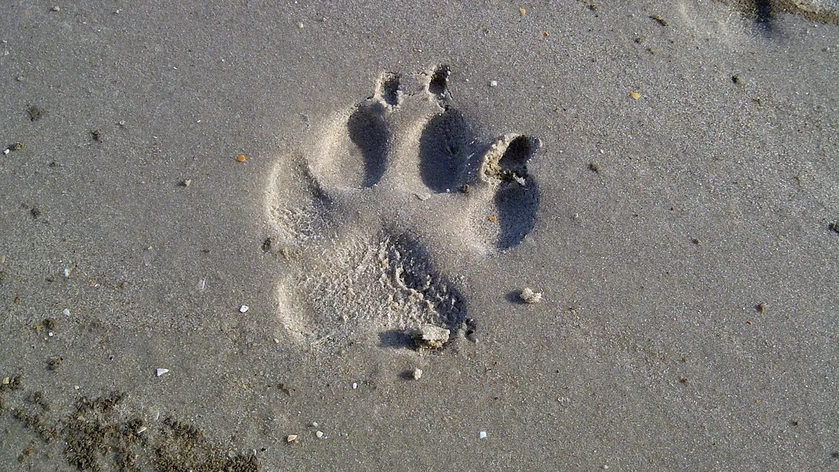 Should Dog Paw Pads Be Rough? Normal vs Problem Pads