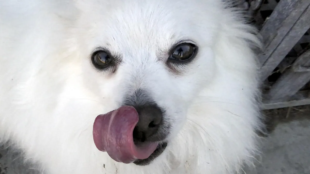 Dog Paw Raw Between Toes: Causes and Treatment
