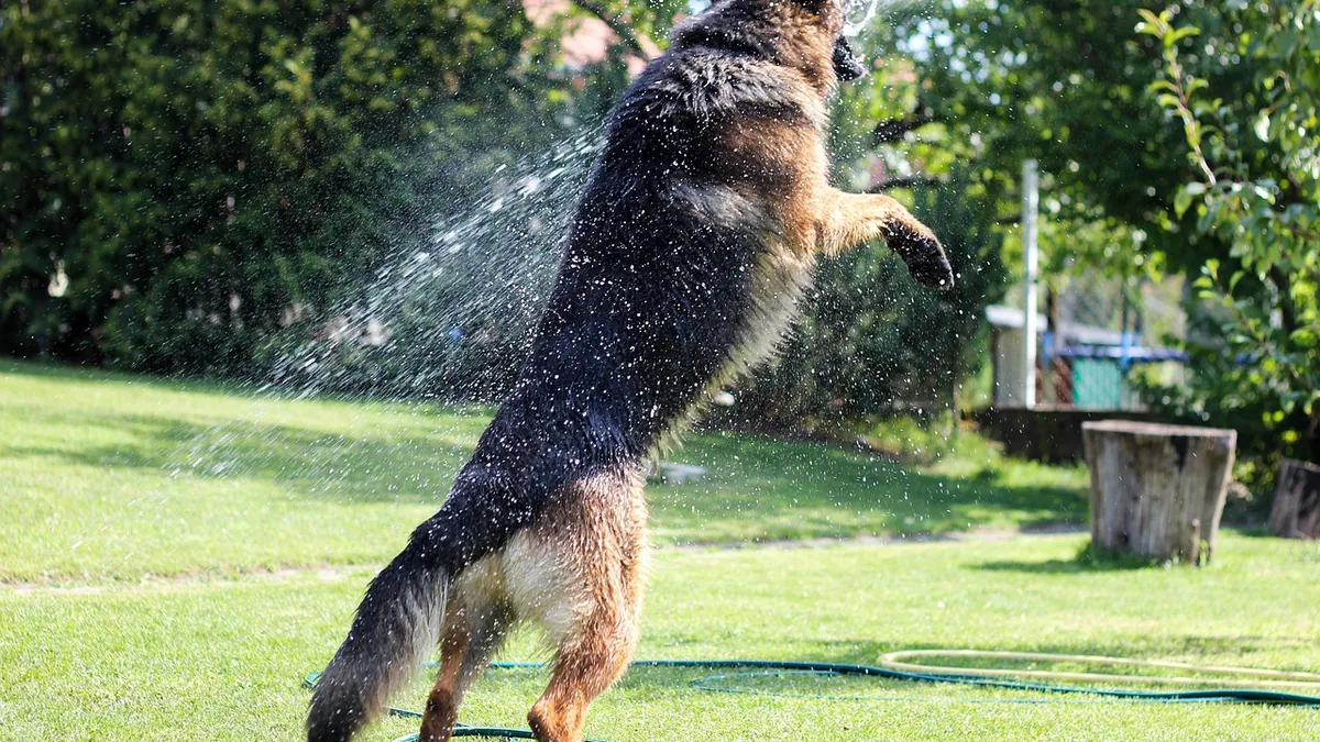 Dog Paw Soaks: Vinegar and Other Home Remedies