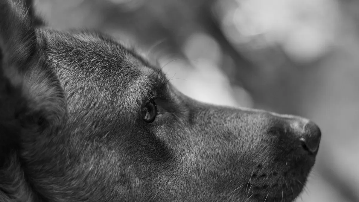 Paw Tumors in Dogs: Signs, Types, and Treatment
