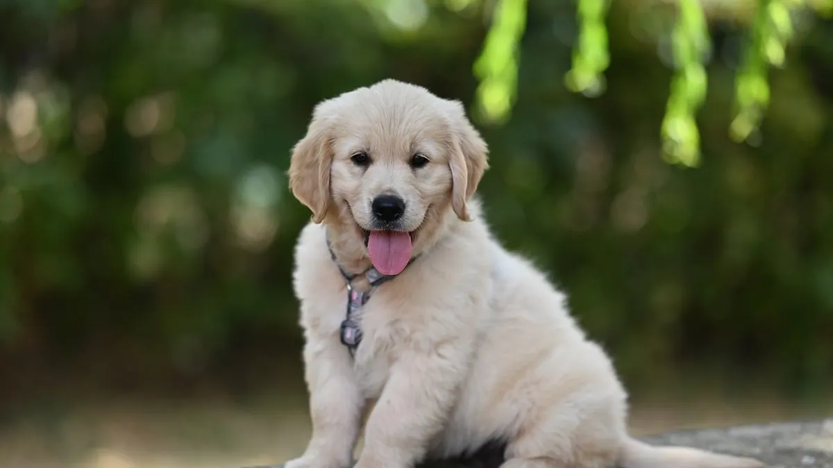 Dog Paw Wound Care: How to Clean, Bandage, and Protect It