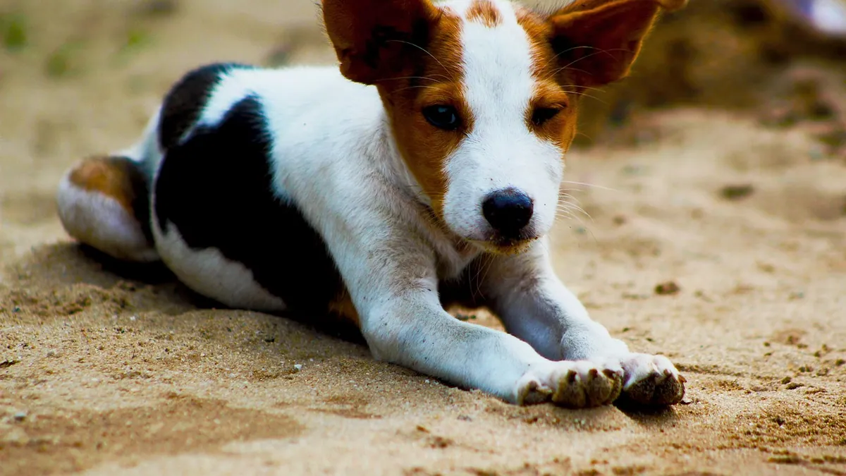 Dog Paw Zit or Pimple: Causes and When to Worry
