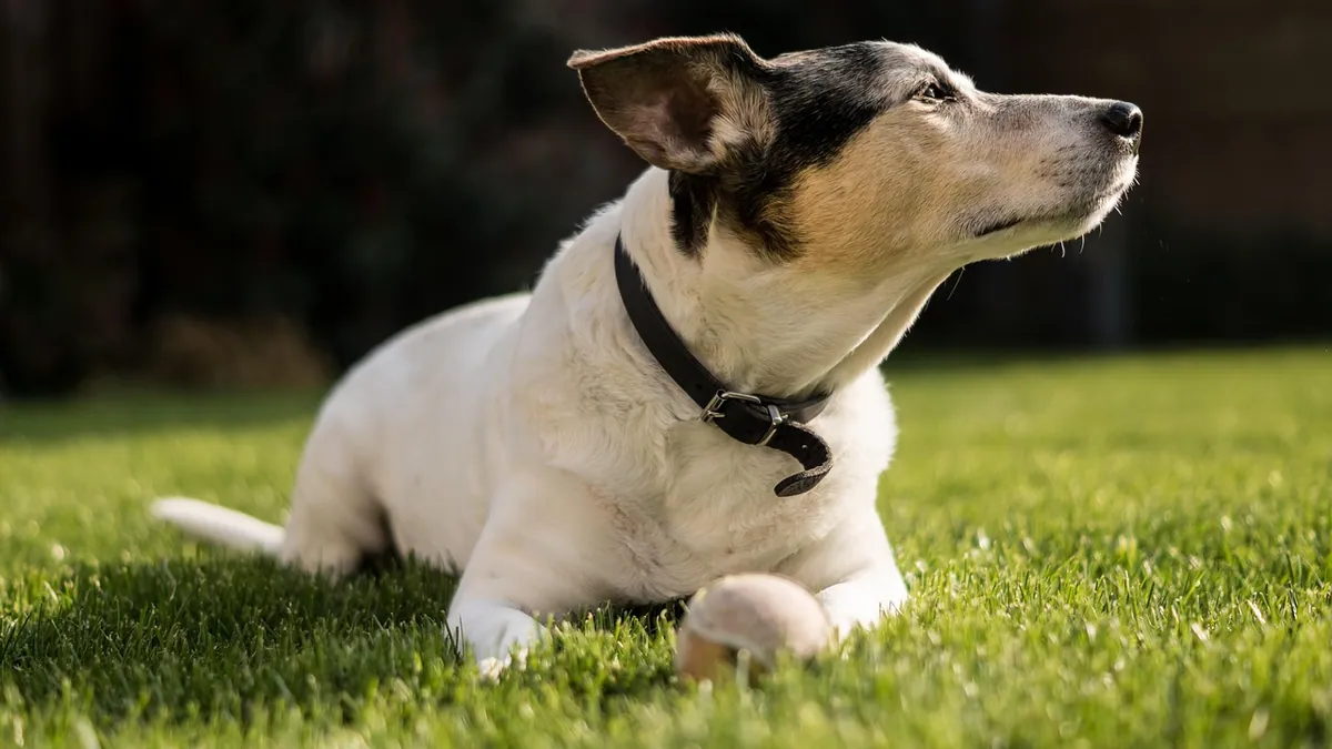 Brown Dog Pee: Causes and When to Call the Vet