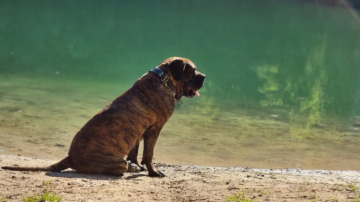 Clear Dog Pee: Is It Normal or a Warning Sign?