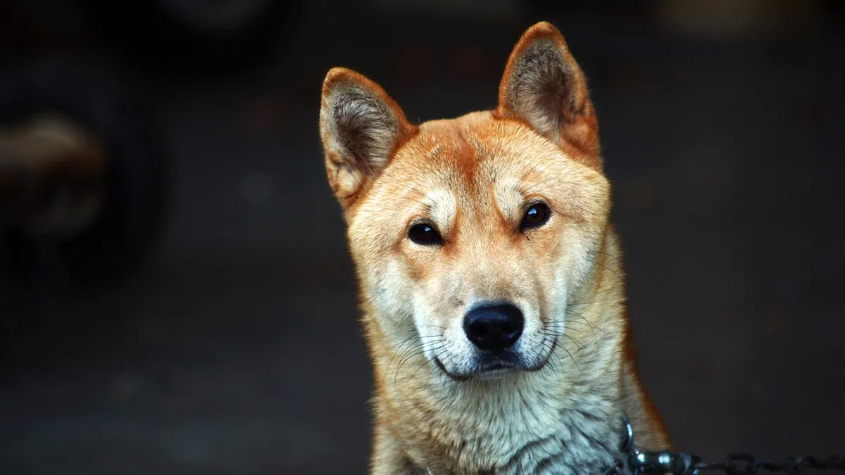 Dog Pee Color Chart: What Normal Urine Looks Like