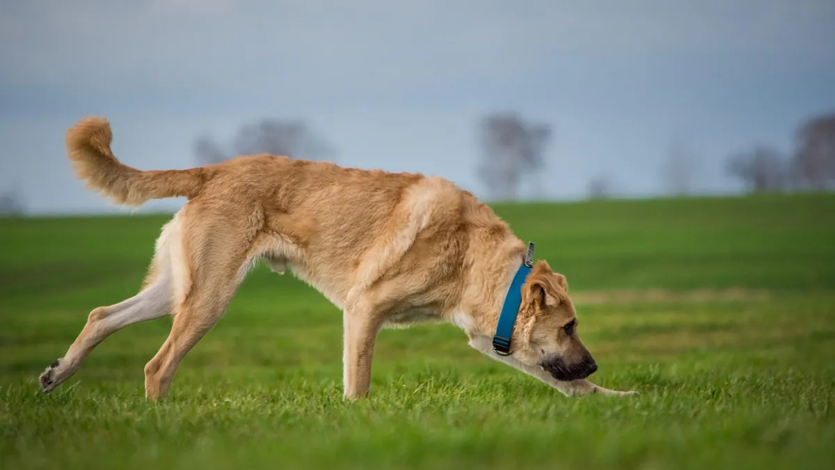 Dog Pee Grass Patch: Repair and Prevention Tips