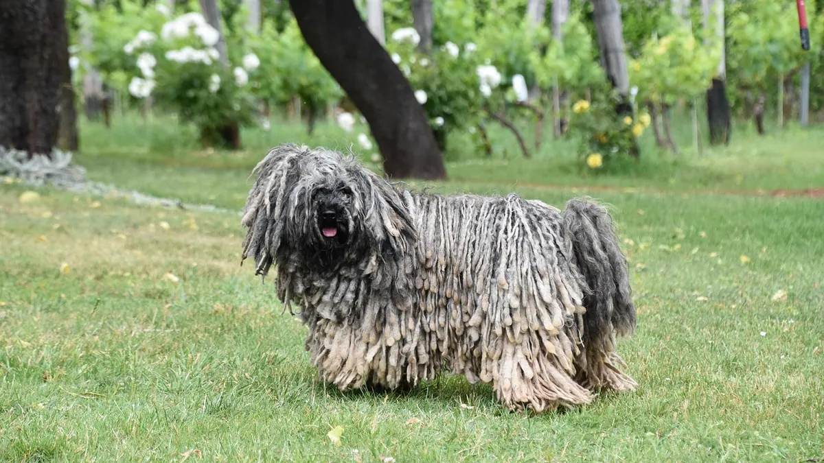 Jelly-Like Blood in Dog Urine: What It Means