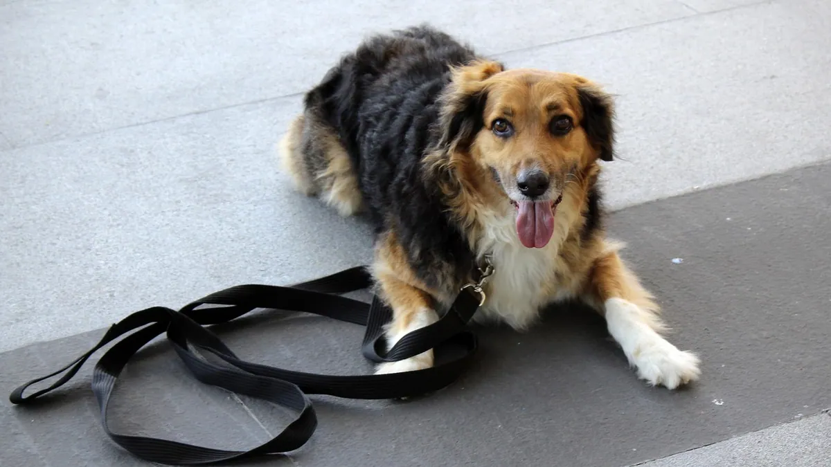 How to Get Your Dog to Use Pee Pads (and Stop Shredding Them)