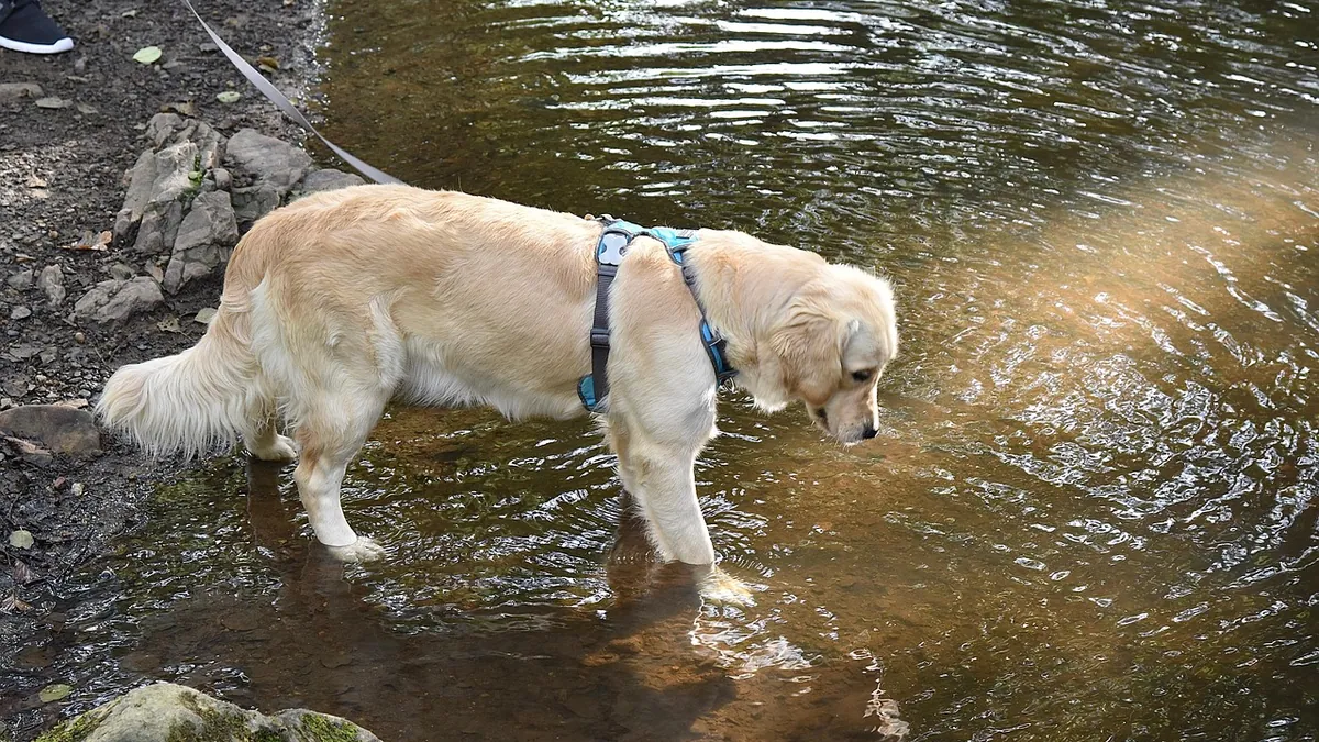 Foamy Dog Pee or Poop: Causes and When to Worry