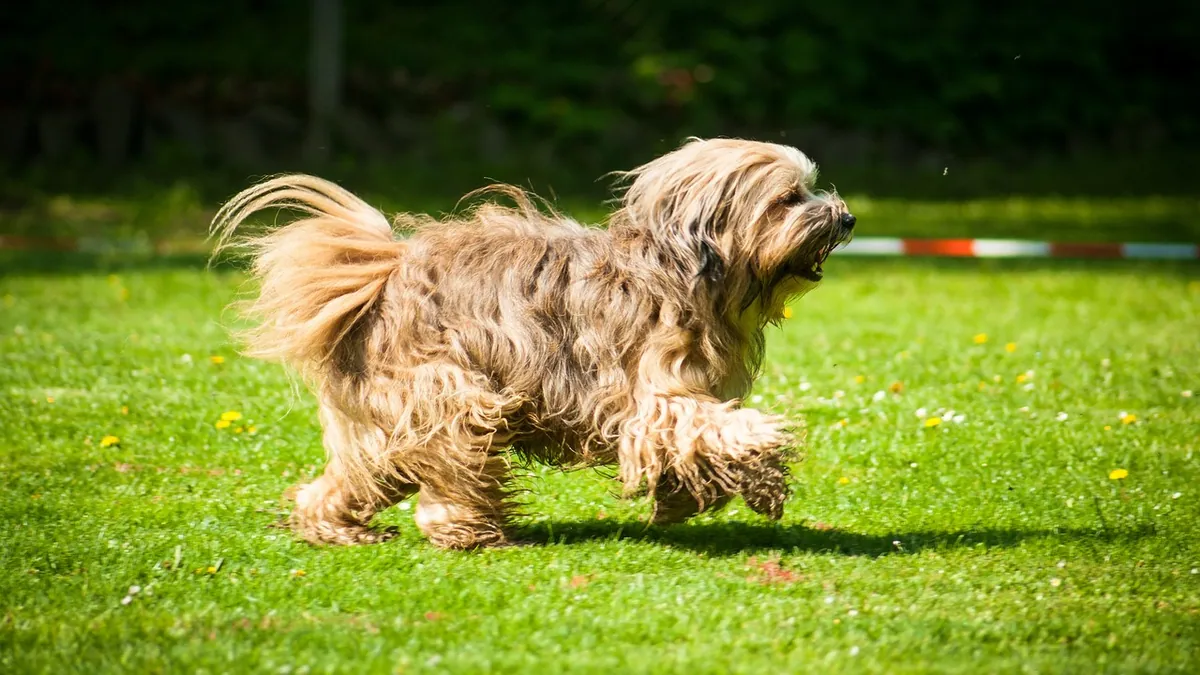 Why Does My Dog Pee on His Front Legs?