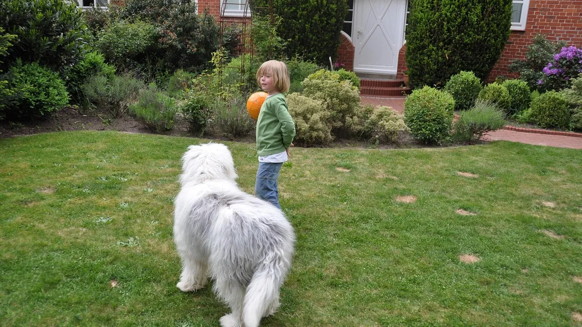 Dog Physical Therapy at Home: Exercises and Equipment