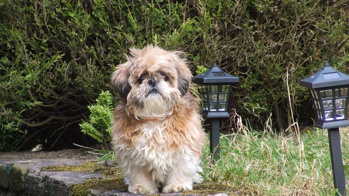 Why Is My Dog's Poop Always Soft? Causes and Fixes