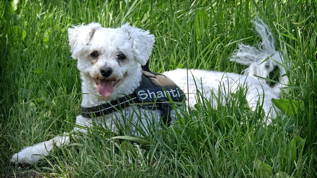 Why Is My Dog's Poop Black and Tar-Like?