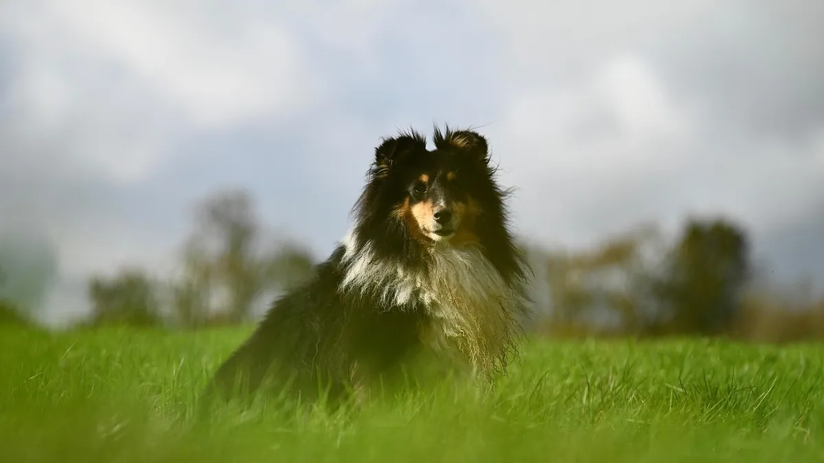Dark or Light Brown Dog Poop: What the Color Means
