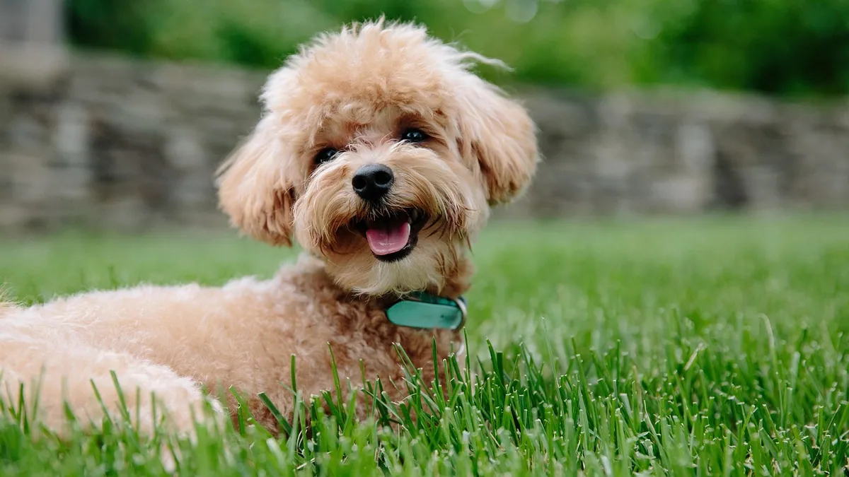 Dog Poop Color and Meaning: What Your Dog's Stool Says