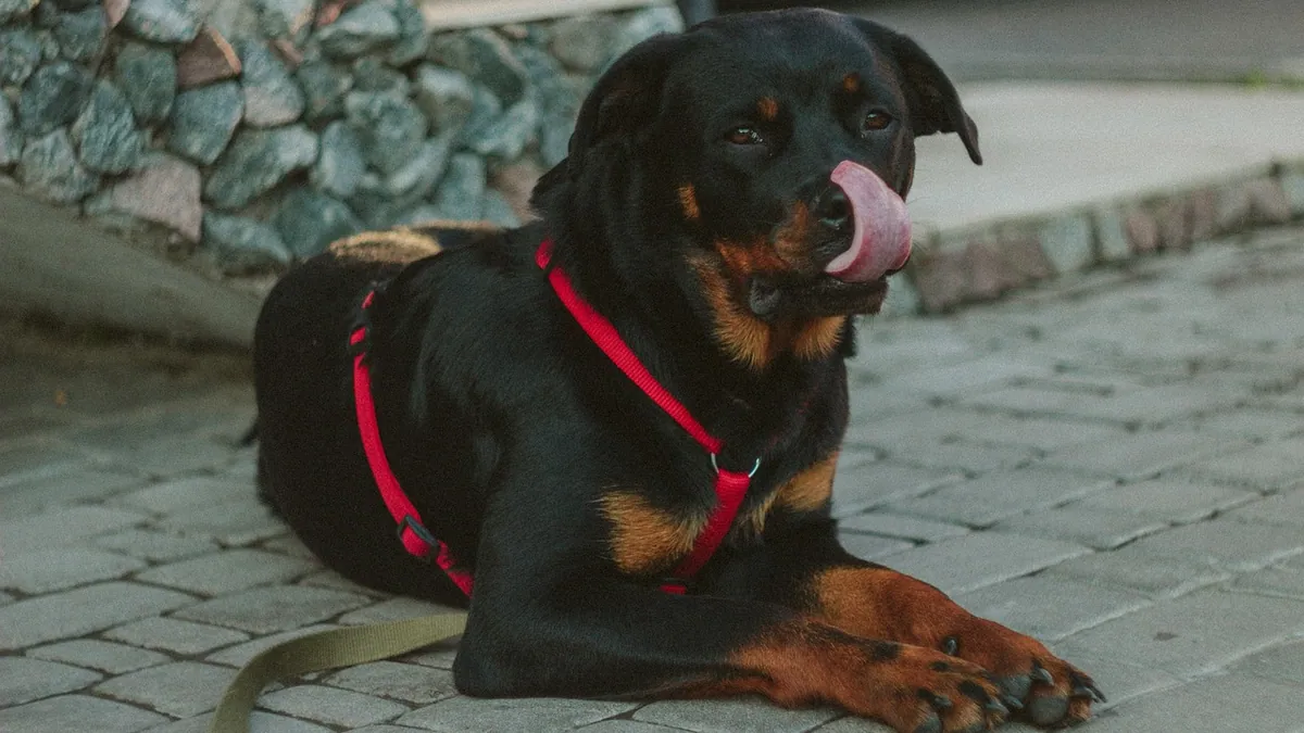 Why Is My Dog's Poop Dry and Crumbly?