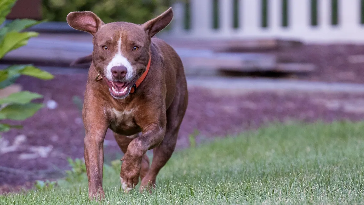 Why Is My Dog's Poop Green? Causes and Next Steps