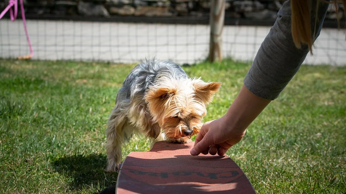 Dog Poop on a Hydrolyzed Diet: What to Expect